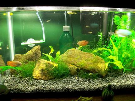 10 gallons planted tank (mostly live plants and fish) - This is my 10 gal freshwater tank. Three dwarf gouramis and four feeder guppies. Java moss and java ferns with other aquatic plants.
