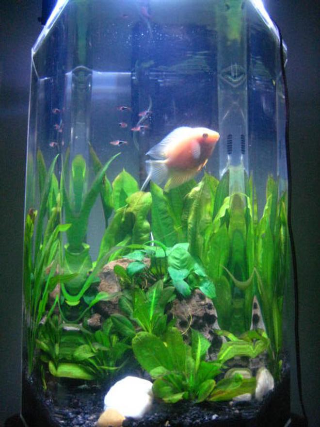 30 gallons planted tank (mostly live plants and fish) - 20gl hexagon