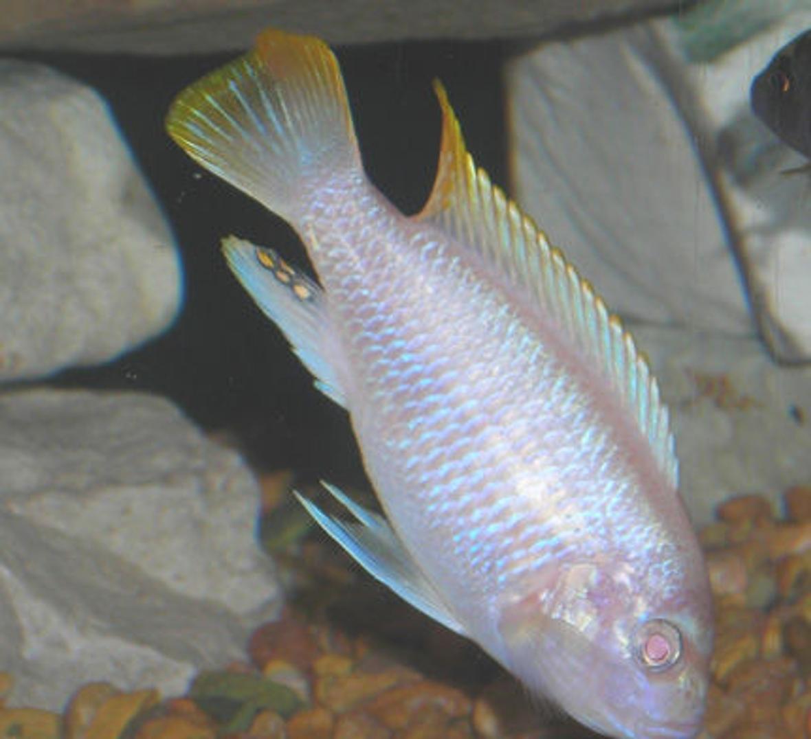 freshwater fish - pseudotropheus socolofi (albino) - albino socolofi stocking in 55 gallons tank - Albino Red Zebra.