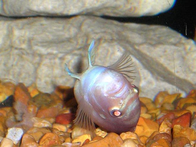 freshwater fish - aulonocara sp. - albino peacock cichlid stocking in 55 gallons tank - Barrel Row! LOL, Albino Zebra Cichlid.
