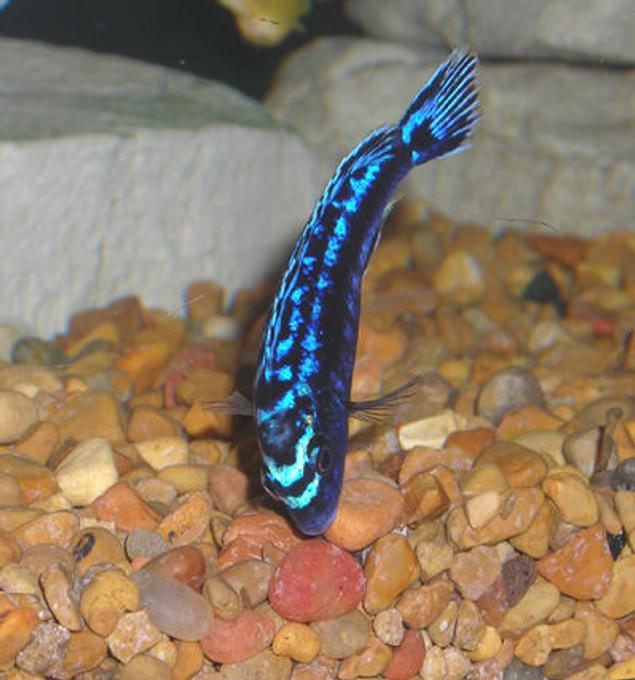 freshwater fish - melanochromis johannii - johanni cichlid stocking in 55 gallons tank - African Mbuna Cichlid.