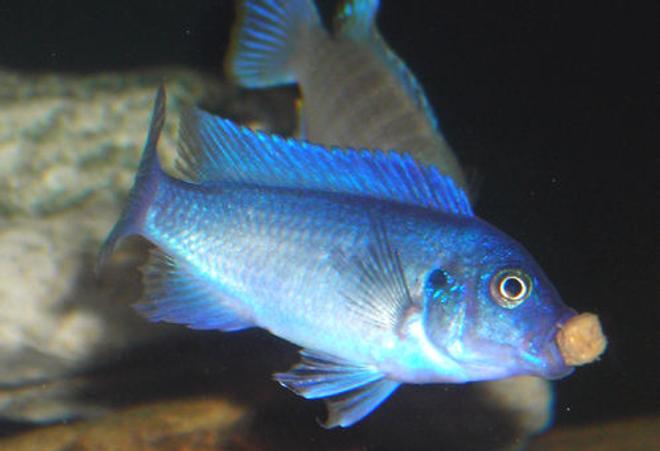 freshwater fish - maylandia callainos - blue cobalt cichlid stocking in 55 gallons tank - Blue Cobalt Mbuna Cichlid eating!