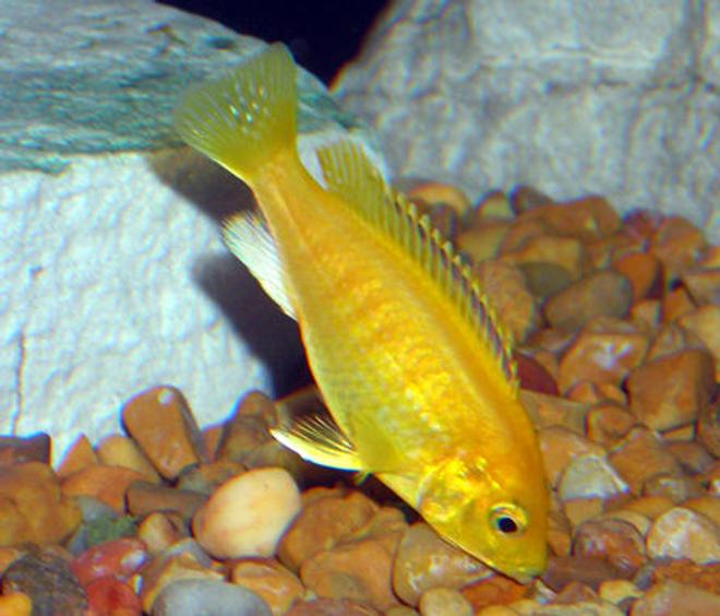 freshwater fish - labidochromis caeruleus - electric yellow cichlid stocking in 55 gallons tank - Yellow Lab mbuna Cichlid.