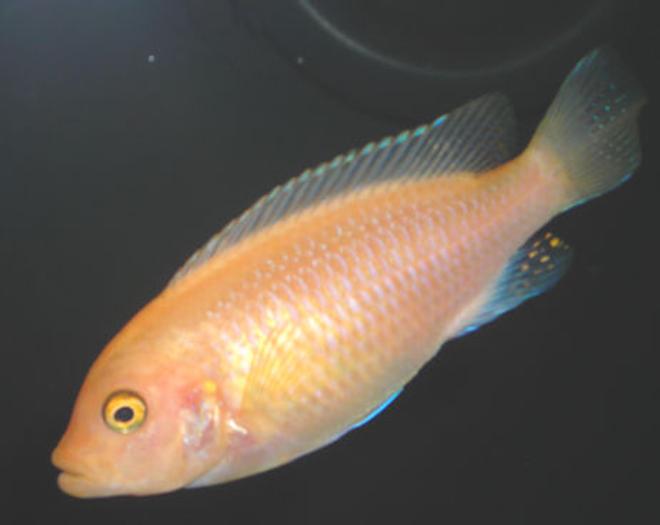 freshwater fish - pseudotropheus estherae - red zebra cichlid stocking in 55 gallons tank - Red Zebra mbuna Cichlid.