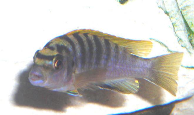 freshwater fish - labidochromis sp. - hongi stocking in 55 gallons tank - African Mbuna Cichlid.