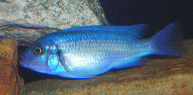 freshwater fish - maylandia callainos - blue cobalt cichlid stocking in 55 gallons tank - Colbalt Blue Mbuna Cichlid.