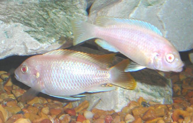 freshwater fish - aulonocara sp. - albino peacock cichlid stocking in 55 gallons tank - Albino Zebra Mbuna Cichlids. .