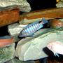 freshwater fish - aulonocara nyassae - blue peacock cichlid stocking in 55 gallons tank - African Mbuna Group Shot.