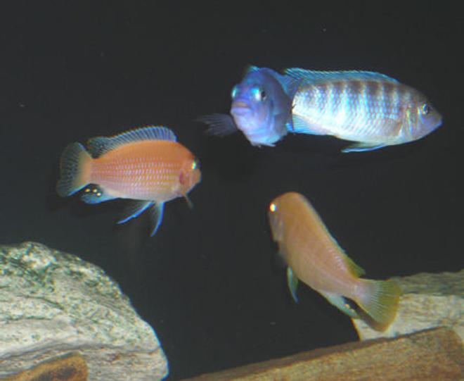 freshwater fish - aulonocara nyassae - blue peacock cichlid stocking in 55 gallons tank - African Mbuna Group Shot.