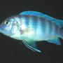 freshwater fish - metriaclima estherae - blue zebra stocking in 55 gallons tank - Blue Zebra African Cichlid.