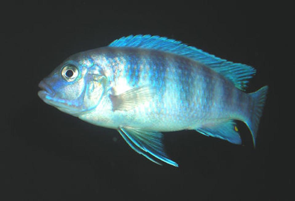 freshwater fish - metriaclima estherae - blue zebra stocking in 55 gallons tank - Blue Zebra African Cichlid.