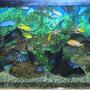 150 gallons freshwater fish tank (mostly fish and non-living decorations) - Daddys pride and joy