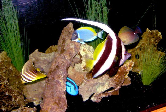 saltwater fish - heniochus acuminatus - heniochus black and white butterflyfish stocking in 130 gallons tank - Group Picture!  : )

Fishes in the Picture:
Heniochus, Blue Tang, Sailfin Tang, Brown Tang, Powder Blue Tang