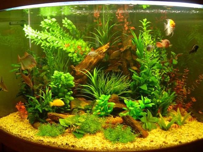 55 gallons freshwater fish tank (mostly fish and non-living decorations) - Updated pic !

Dimensions Tank: 100W x 85D x 64.5H cm
Water Capacity: 220L
Lighting: 2x 20W fluorescent lighting tubes
Glass thickness: 10mm
Heater: 300W
Filtration: Aquis CF1200 (external canister filter)