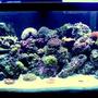 75 gallons reef tank (mostly live coral and fish) - My Caribbean Paradise
