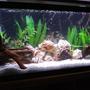 fish tank picture - My new 50 gallon tank