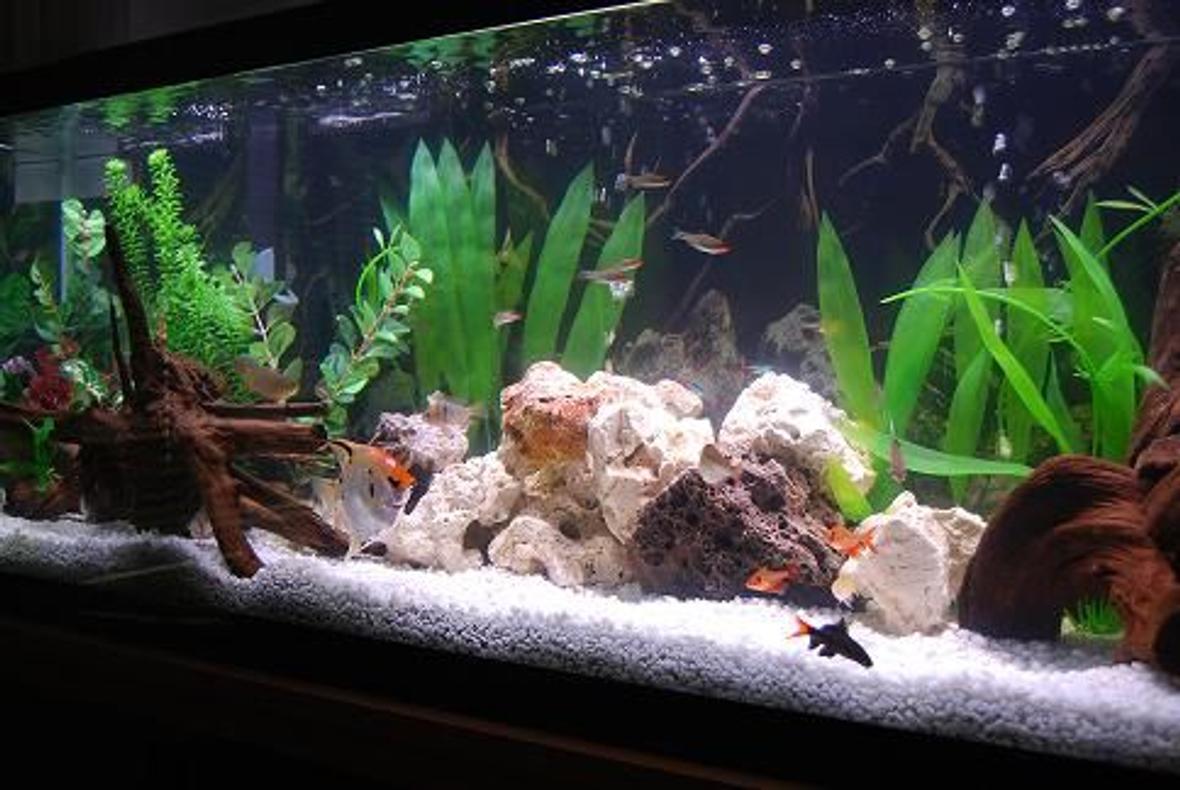 50 gallons freshwater fish tank (mostly fish and non-living decorations) - My 50 gallon