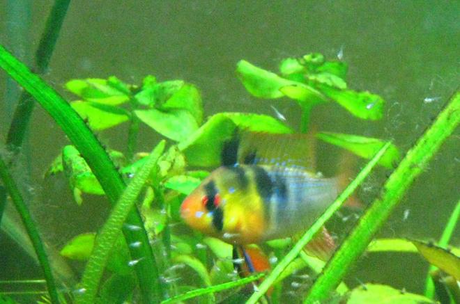 freshwater fish - papiliochromis ramirezi - german blue ram stocking in 15 gallons tank - my male ram with fry
