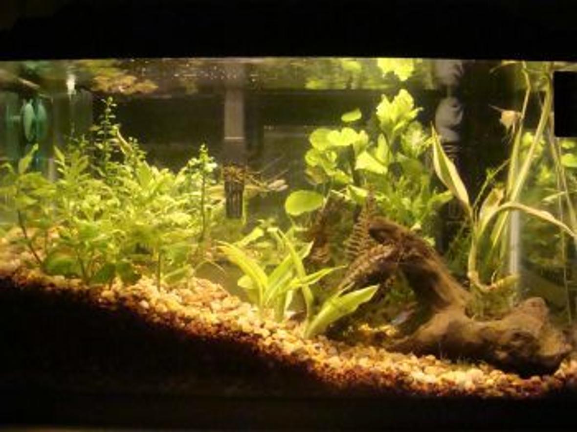 10 gallons planted tank (mostly live plants and fish) - my 10 gallon
