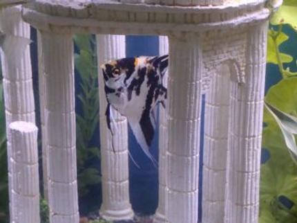 freshwater fish - pterophyllum sp. - koi angel stocking in 55 gallons tank - My angelfish Micah.