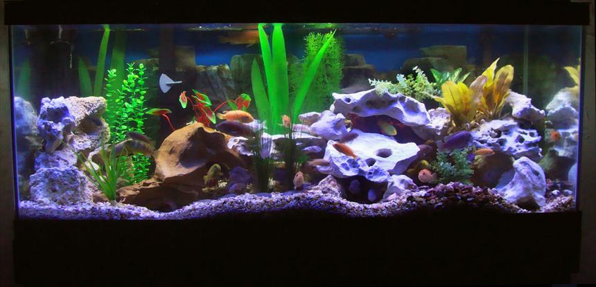 Rated #26: 75 Gallons Freshwater Fish Tank - Updated Tank Photo, with Eheim 2028 Pro II.