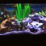 75 gallons freshwater fish tank (mostly fish and non-living decorations) - Updated Tank Photo, with Eheim 2028 Pro II.