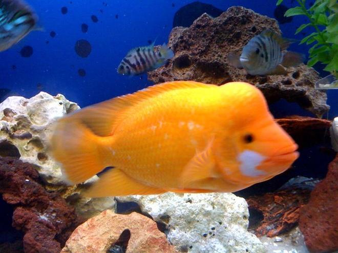 freshwater fish - amphilophus labiatus - red devil stocking in 150 gallons tank - Bubbles the Red Devil