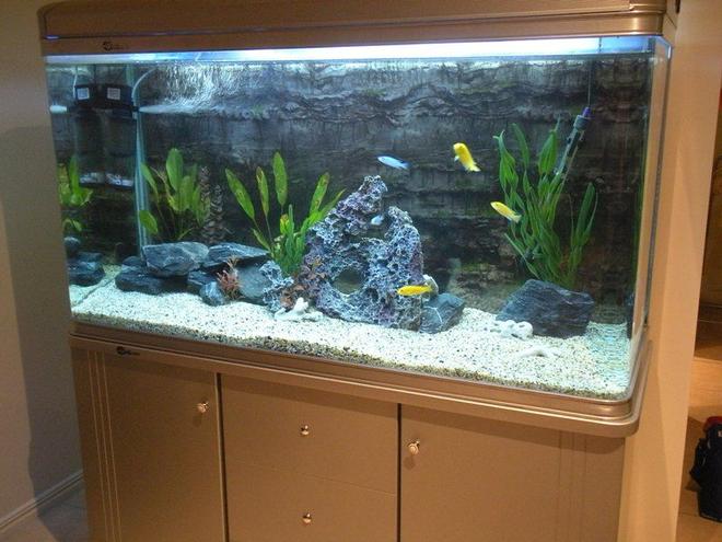 66 gallons freshwater fish tank (mostly fish and non-living decorations) - My 66gallon/250 liter African Cichlid tank. My first cichlid tank. 

4 Electric Yellows 
2 Electric blues 
1 Red empress male  
1 Synodontis catfish 
1 Red jewel cichlid