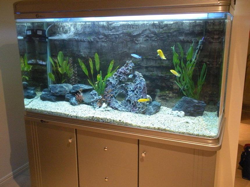 Rated #1190: 66 Gallons Freshwater Fish Tank - My 66gallon/250 liter African Cichlid tank. My first cichlid tank. 

4 Electric Yellows 
2 Electric blues 
1 Red empress male  
1 Synodontis catfish 
1 Red jewel cichlid