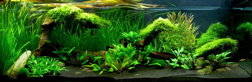 Rated #2: 40 Gallons Planted Tank - a Fishtank looks like Australia....