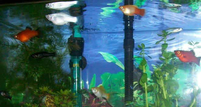 freshwater fish - xiphophorus maculatus - red wag platy stocking in 10 gallons tank - The whole gang. well most of them