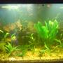 fish tank picture - Lat time, I swear, lol, time to let them grow =)