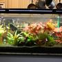 55 gallons planted tank (mostly live plants and fish) - my pride andjoy