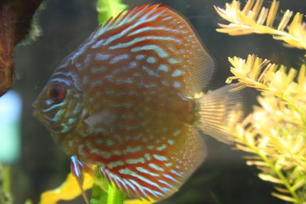 freshwater fish - symphysodon sp. - spider discus stocking in 55 gallons tank - colorful but fuzzy