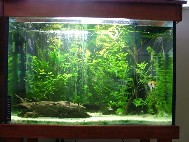 68 gallons planted tank (mostly live plants and fish) - My main Planted Tank with 6 Angels as the main fish in the tank, also contains 5 Xray Tetras and 4 Bristlenosed Catfish.