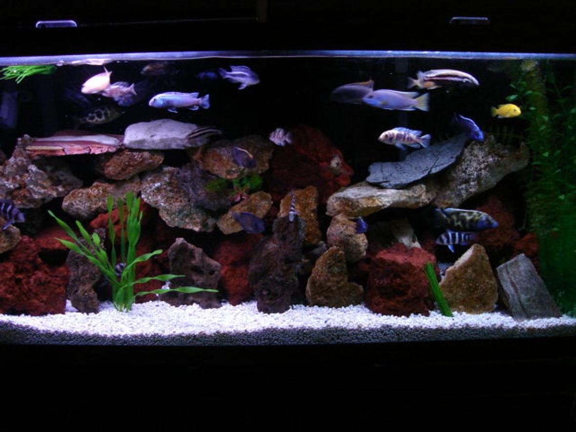 55 gallons freshwater fish tank (mostly fish and non-living decorations) - DIFFERENT LOOK