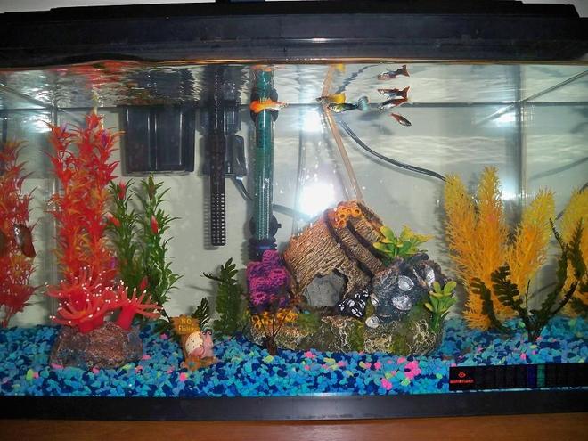 10 gallons freshwater fish tank (mostly fish and non-living decorations) - this is my new 10 g fish tank