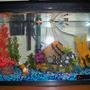 10 gallons freshwater fish tank (mostly fish and non-living decorations) - this is my new 10 g fish tank
