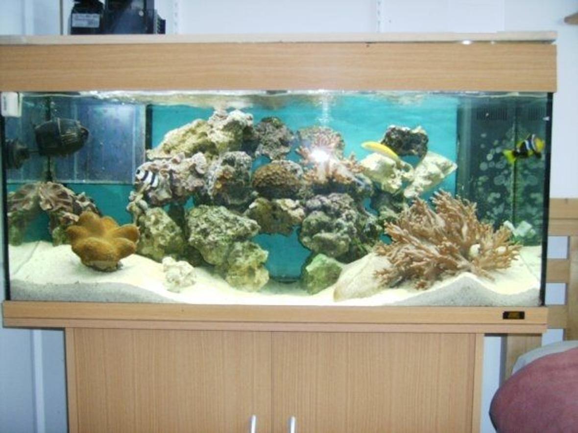 39 gallons reef tank (mostly live coral and fish) - Juwel 180 Reef Tank