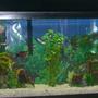 10 gallons planted tank (mostly live plants and fish) - My Daughter's Tank