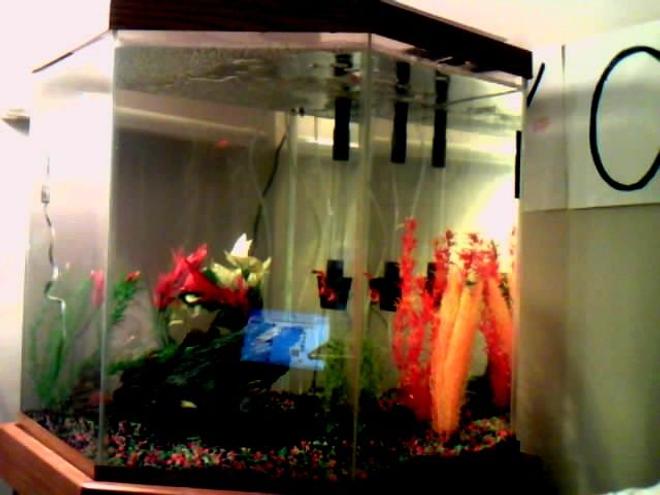 45 gallons freshwater fish tank (mostly fish and non-living decorations) - Our first tank