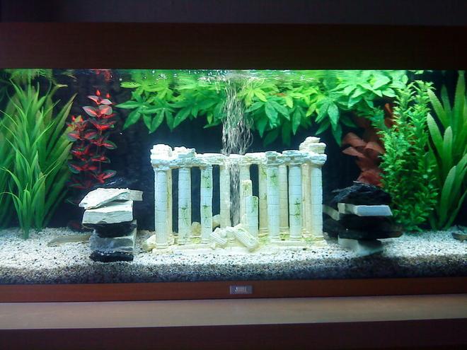 48 gallons freshwater fish tank (mostly fish and non-living decorations) - This is my 48 gallon/180 litre tropical freshwater tank. I used plastic and silk plants with a background by 'Juwel', finished off with a grecian ruin centrepiece (fitted with airstone) and 2 walls of stone.