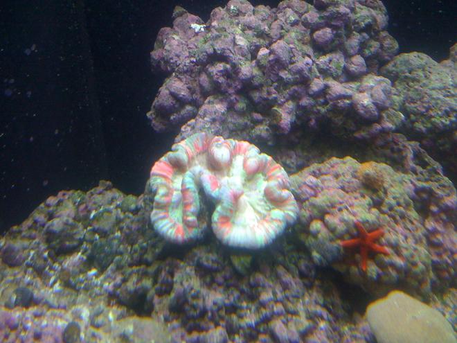 corals inverts - trachyphyllia radiata - brain coral, wellsophyllia stocking in 156 gallons tank - wellsophyllia