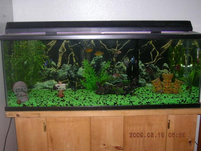 60 gallons freshwater fish tank (mostly fish and non-living decorations) - My pride and joy
