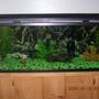 60 gallons freshwater fish tank (mostly fish and non-living decorations) - My pride and joy