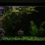 fish tank picture - left view of my tank in the dark.