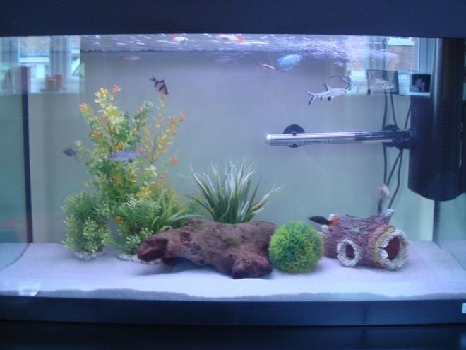 40 gallons freshwater fish tank (mostly fish and non-living decorations) - Front View