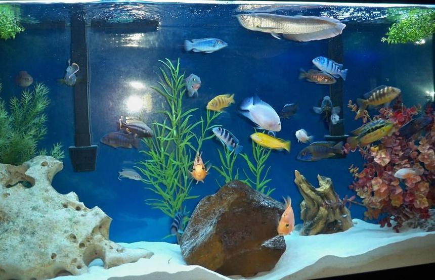 Rated #313: Freshwater Fish - Labidochromis Caeruleus - Electric Yellow Cichlid Stocking In 60 Gallons Tank - full view