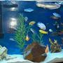 freshwater fish - labidochromis caeruleus - electric yellow cichlid stocking in 60 gallons tank - full view