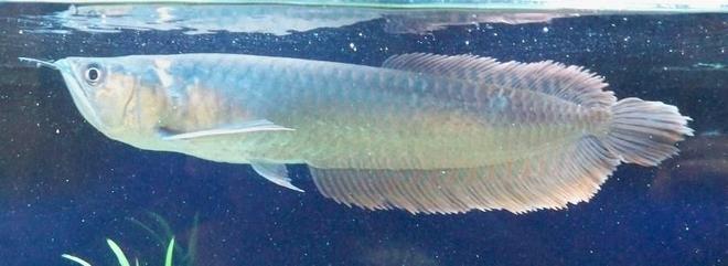 freshwater fish - osteoglossum bicirrhosum - silver arowana stocking in 60 gallons tank - 9" silver arowana 8/09